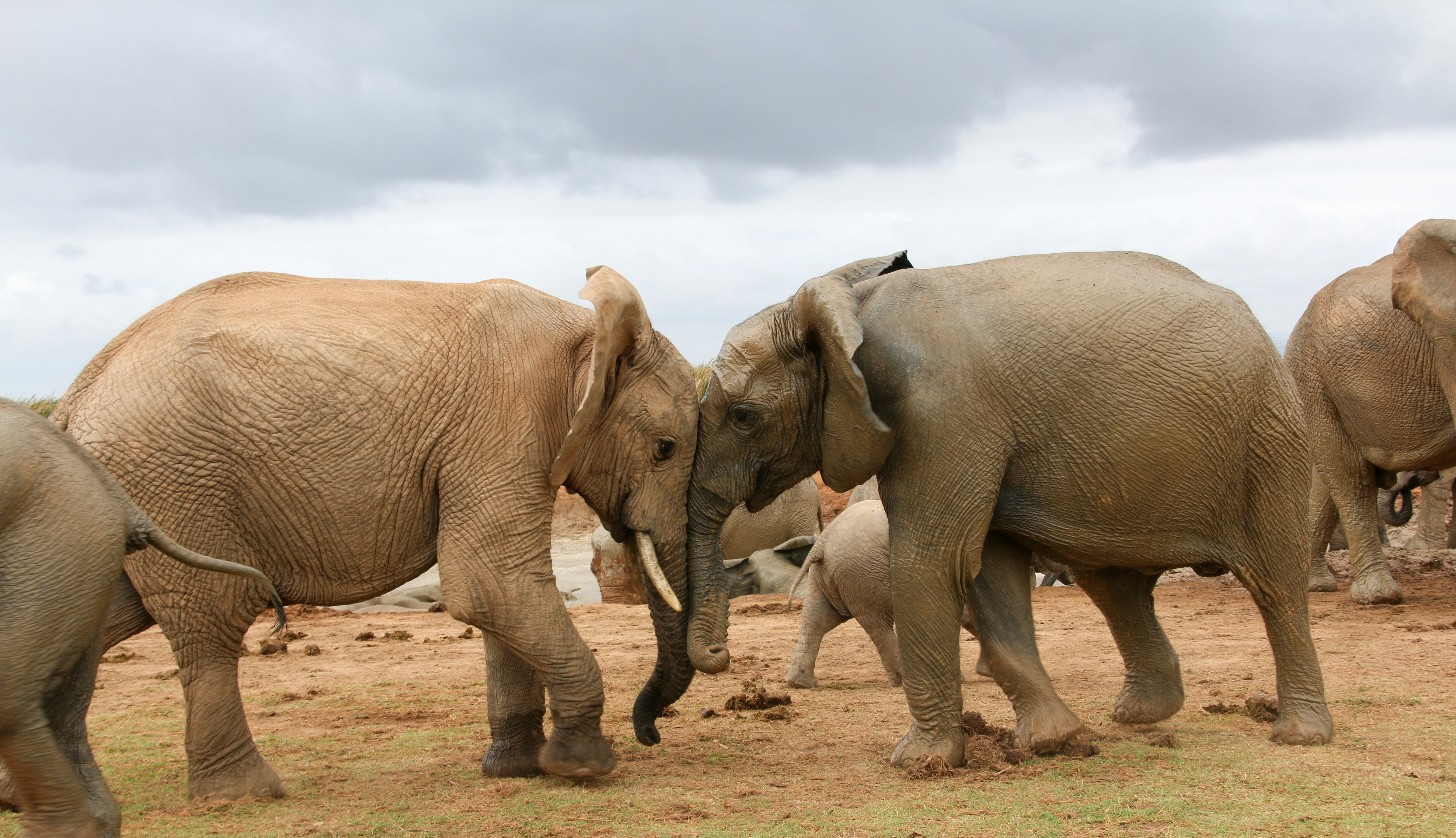 2 gray elephants walking on brown field during daytime